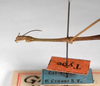 CollectionObject 1558005; d1d7653b-3d21-4c80-beb5-6a815a5512a5: copyright ZMHB, Berlin. male: head & thorax, lateral view (holotype). (CollectionObject).