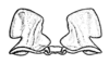 Conometopus cristaticollis Blanchard, 1851: Fig. 28. epiphallus, cephallic view. (Otu).