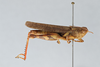 CollectionObject 2868653; CNCI 981387, b04e2dbc-3bbb-4c1f-9a8b-db6d4ae06340: Xenocatantops brachycerus. Lateral view. (CollectionObject).