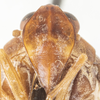 Head: (Observation).
