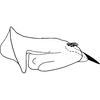 Pygofer, lateral view on Bonaspeia barnardi Davies, 1987: Pygofer, lateral view (holotype). (Observation).