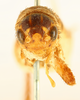 CollectionObject 1505989; ee9a8af3-ef6a-4896-8b84-3f5d623cb47d: female, face (syntype). (CollectionObject).