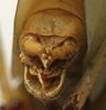 CollectionObject 1506757; 97b50063-313d-41ca-8bcc-95ac81dad82b: male cerci (holotype). (CollectionObject).