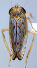 Habitus, dorsal view on Discolopeus thigmacaenus (Stiller, 2019) now Discolopeus thigmacaenus Stiller, 2019: Habitus, female, dorsal view (from Wiedouw). (Observation).