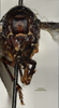 Head: !! display not done !! on Doriana ecuadoriana (Schmidt, 1904) now Doriana conspersa (Walker, 1858): (Observation).