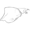 Pygofer, lateral view on Fagocyba douglasi (Edwards, 1878): Pygofer, lateral view. (Observation).
