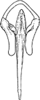 Aedeagus, ventral view on Apheliona xerophila Dworakowska, 1994: Aedeagus, ventral view. (Observation).