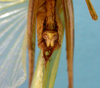 CollectionObject 1542804; a9b6e0c4-cbd2-418f-a652-fc66dd9fa743: male, apex of the abdomen ventral view (holotype). (CollectionObject).