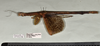 CollectionObject 1598197; 2b83b007-fce7-4890-a1c4-68930e702da7, QM T246617: copyright QM. female, lateral view (paratype). (CollectionObject).