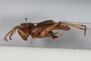 CollectionObject 1505584; bb760328-1585-49fd-9456-29092eb67567: female, lateral view (syntype). (CollectionObject).
