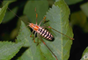 CollectionObject 1496854; 068d089b-a449-4ab0-9c76-830bb5a3263a, CH5090: male. (CollectionObject).