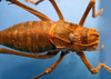 CollectionObject 1530823; 12f23fb9-7f6c-4ab3-9ed7-baf281442476: male, dorsal view (allegedly syntype of Ephippiger seoanei). (CollectionObject).