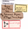 labels (syntype of Gomphocerus livoni). Depicts CollectionObject 1575543; c09e5439-9e67-4ba7-b8c1-740be94a6410, a CollectionObject.
