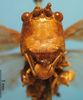 CollectionObject 1538300; 84f5d405-0c44-495e-a8cc-3f136cf53141: female frons (holotype). (CollectionObject).
