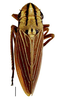 Habitus, dorsal view: !! display not done !! on Sonesimia grossa (Signoret, 1854): Specimen from Parque Nacional do Itatiaia, Southeastern Brazil, by C. M. F. Silva 2014. (Observation).