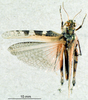 CollectionObject 1537919; 47087daa-cf66-4fad-9037-336a9349ecab: female habitus dorsal view. (CollectionObject).