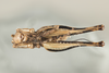 CollectionObject 1499305; a42378cc-27b3-4cfe-9836-04226b3f27ad: Male, ventral view (holotype). (CollectionObject).