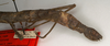 CollectionObject 1560748; 15c61620-f006-4bed-aa1e-bf13f0a30dec: copyright NMW, Vienna. female: abdomen, lateral view of synonym Paramenexenus molestus (paralectotype). (CollectionObject).;CollectionObject 1560749; 00b17e94-3da9-4fb9-baa6-efd7f84c4c40: copyright NMW, Vienna. female: abdomen, lateral view of synonym Paramenexenus molestus (paralectotype). (CollectionObject).
