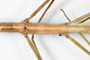 CollectionObject 1559026; NMW 779, 7e1847a0-cd7c-432d-9d71-6405e0886c23: copyright NMW, Vienna. female: mid-body, dorsal view (syntype). (CollectionObject).