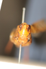 CollectionObject 1594384; 0d8dedc1-3894-4d4d-bda5-534118241e95: female, frontal view (paratype of Gastrimargus grossiceps). (CollectionObject).