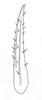 Ceuthophilus (Ceuthophilus) arizonensis Scudder, 1894: Fig. 303. subdistal cephalic spur of caudal tibia. (Otu).