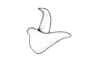 Urubamba aptera Bruner, 1913: Fig. 18. epiphallus, lateral view. (Otu).