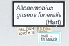 CollectionObject 2868907; 44f9c286-02f7-4a1b-bd7f-df26c1282315, CNCI 1154929: Allonemobius griseus funeralis. (CollectionObject).