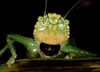 Lirometopum coronatum Scudder, 1875: female head, frontal view (Costa Rica, Heredia Prov., La Selva). (Otu).