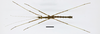 CollectionObject 1595663; 8416ac18-c066-46bd-b471-62bd83d6153c: copyright SWFU Kunming. male, dorsal view (paratype). (CollectionObject).;CollectionObject 1595664; 2e916493-bfb1-4db4-9fc4-1ce74a5cd755: copyright SWFU Kunming. male, dorsal view (paratype). (CollectionObject).;CollectionObject 1595665; 7cedf640-d187-4b04-b575-03190d975d63: copyright SWFU Kunming. male, dorsal view (paratype). (CollectionObject).