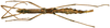CollectionObject 1578588; RBINS IG: 32700', d2e0fcab-5835-482f-b7d7-388df3aec59c: copyright ISNB, Brussels. female, ventral view (paratype). (CollectionObject).