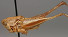 CollectionObject 1520633; b3c3fa0a-a6a4-4ea0-be6b-ad691aa7613c: male, lateral view (paratype). (CollectionObject).