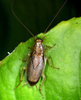 Parellipsidion latipenne (Brunner von Wattenwyl, 1865): Copyright Paul Brock. Lower Hutt, New Zealand. (Otu).