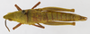 CollectionObject 1568979; adefa343-568d-4821-9acd-73e229048620: female, dorsal view (allotype). (CollectionObject).