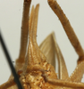CollectionObject 1535035; 58a6da7f-880e-49a7-873f-36a8f0ccbd8f: female subgenital plate (holotype). (CollectionObject).