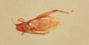 CollectionObject 1517821; e9943ae4-6656-47cd-a7aa-0417c6c5eb8e: male, dorsal view (syntype). (CollectionObject).