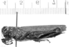 CollectionObject 1524888; 1affb1ff-e3ec-4af7-9dfb-77959e025955, ANSP 5315: female, lateral view (holotype). (CollectionObject).