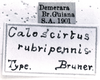 CollectionObject 1521519; 0e72f18d-1001-41df-b792-f689860906fc: Image Carbonell, C.S. labels (holotype). (CollectionObject).