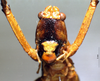 CollectionObject 1516506; NNM 3225877, 36a64b96-e743-474e-93bc-4f3cc1cdb1c5: female frons (Pseudomacroxiphus atrifrons). (CollectionObject).