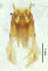 CollectionObject 1523748; 071e3a34-192a-494b-b3e3-841cb0e77d21: male genitalia, dorsal view (holotype). (CollectionObject).
