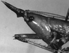 Borinquenula martorelli Walker & Gurney, 1972: male head, lateral view. (Otu).
