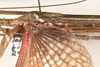 CollectionObject 1598195; c1d630a7-cb30-41a8-9955-a5c88c837715: copyright QM. male, wing detail (paratype). (CollectionObject).;CollectionObject 1598196; 92134e30-9cd1-46d1-8eda-fc8d0a34f9dd: copyright QM. male, wing detail (paratype). (CollectionObject).