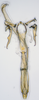 Aedeagus, ventral view: (Observation).