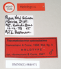 CollectionObject 1562197; NHMUK(SF IMPORT DUPLICATE) 844971, a5b6d128-867e-4ddc-915e-1b97019df3b4: copyright Natural History Museum, London. male, data labels (holotype). (CollectionObject).