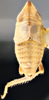 Habitus, dorsal view on Chlidochrus tristis Emeljanov, 1962: Holotype. (Observation).