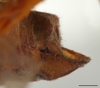 CollectionObject 1586792; b2b05d79-8dbb-4975-aa7b-8044811d7573: male abdomen tip, lateral view, scale bar 2 mm. (CollectionObject).