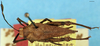 CollectionObject 1505159; 1e7f4e66-ea89-4338-b823-86a0d871d5c1, DORSA D030XM01: male, dorsal view (allotype). (CollectionObject).