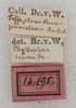 CollectionObject 1566552; NMW 14195, 4751dc71-9516-45f6-9702-da3e3ddc3f17: labels (syntype of Phylloptera tenera). (CollectionObject).