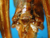 CollectionObject 1572504; c6d34978-1363-4c82-ac0b-25c78648a32a: female subgenital plate (syntype). (CollectionObject).