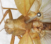 CollectionObject 1532241; NMW 379, 59ea761b-7033-4091-b336-b3fe8218589b: male head and pronotum, dorsal view (syntype). (CollectionObject).