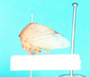 Habitus, lateral view: !! display not done !! on Stictocephala constans (Walker, 1851): (Observation).